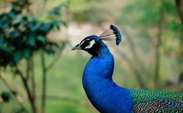 孔雀东南飞教案7篇