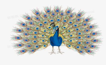 孔雀东南飞教案参考8篇