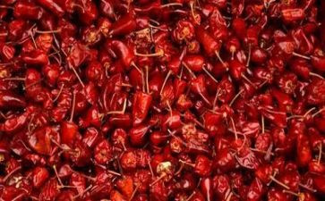 种辣椒苗作文参考6篇