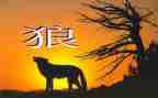 《狼》读后感300字优质5篇