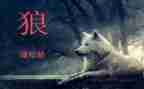 《狼》读后感300字精选7篇