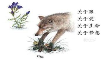 读《狼王梦》书心得体会通用5篇