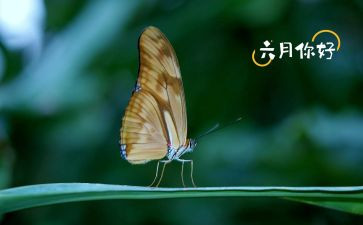 小小班六月份工作计划5篇