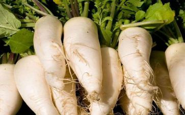 拔萝卜小小班教案参考5篇