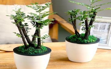 绿野仙踪阅读心得优秀8篇