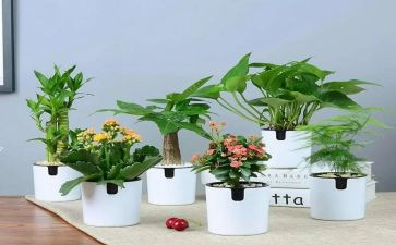 城市绿化工作总结8篇
