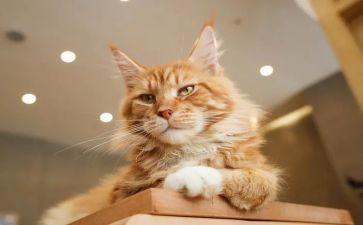 《猫》教案通用8篇