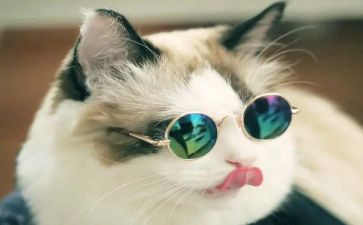 功夫熊猫2的观后感优秀5篇