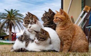 我的猫作文100字模板7篇