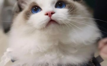 我是猫的心得7篇