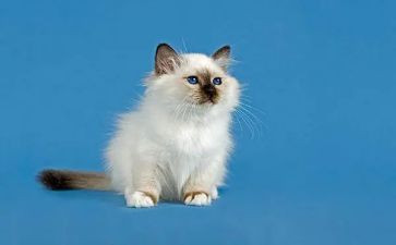 我的猫作文500字作文优质6篇