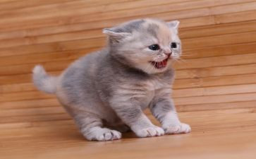 我的猫观后感最新7篇