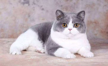 猫的读书心得最新8篇