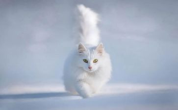 国宝大熊猫三年级作文5篇