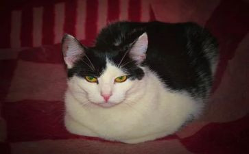 写小猫小狗的作文通用7篇