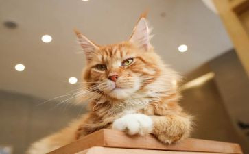 《我是猫》读书心得6篇