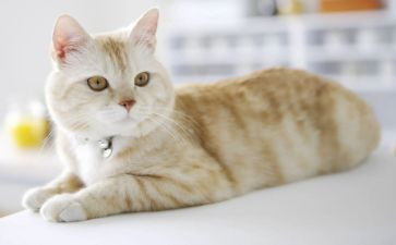 英语熊猫小作文推荐5篇