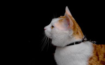 功夫熊猫观后心得体会7篇