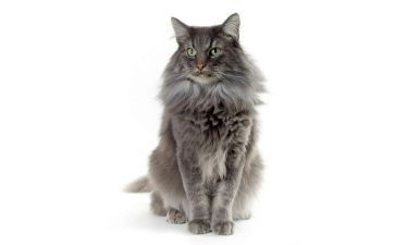 我的猫作文500字优质8篇