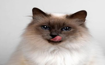 我和猫的作文300字7篇