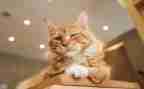《猫》教案通用8篇