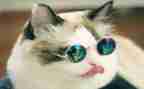 小猫作文优质6篇