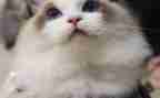 小猫的作文300字通用8篇