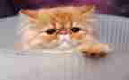 小猫作文300字优质8篇