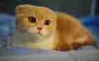 我的猫作文500字作文优秀5篇
