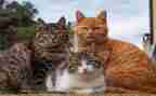 关于猫的5分钟演讲稿最新7篇