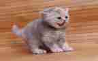 我小猫作文400字6篇