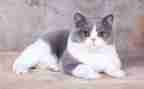 我的猫的作文400字8篇