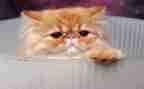 作文我的小猫300字作文模板8篇