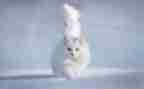 我的猫作文500字作文模板7篇