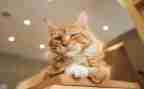 猫抓老鼠作文7篇