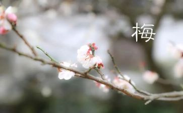 张桂梅老师的事迹参考6篇