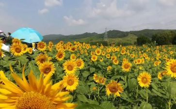 美术四年级教学工作计划最新6篇