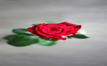 野玫瑰教学反思7篇