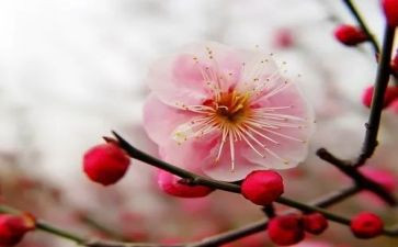 梅花桩的教案8篇