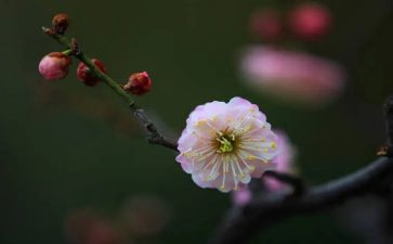 我就像梅花作文600字8篇