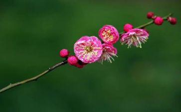 介绍梅花作文5篇