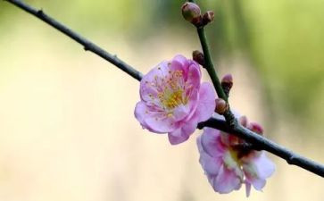梅花的作文6篇