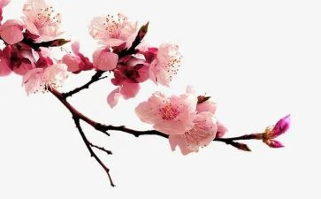 梅花的作文推荐8篇