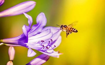 小蜜蜂教案优质5篇