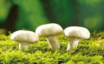 蘑菇的家教案8篇