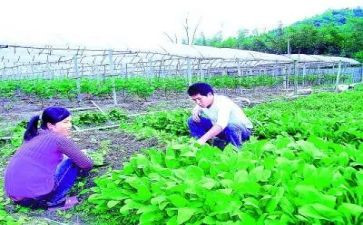 2024年基层农技培训总结5篇