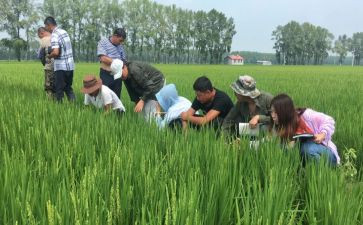 农艺师工作总结推荐7篇