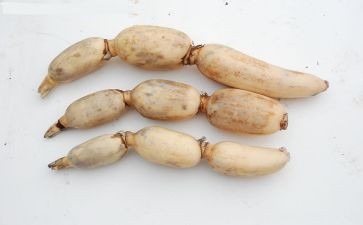 藕的秘密教案推荐8篇