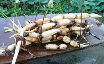 藕的秘密教案优秀8篇