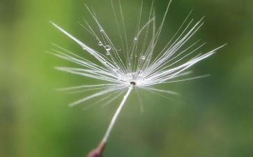 蒲公英种子教案5篇